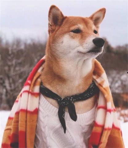明星狗米,明星宠物的闪耀人生