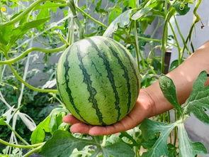 武清吃瓜事件,揭秘网络舆论的风暴与真相