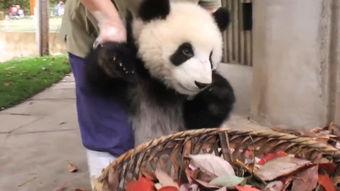 美女唱歌遇到网红熊猫,跨界合作演绎音乐盛宴