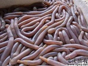 专吃老瓜的虫,生态平衡的守护者