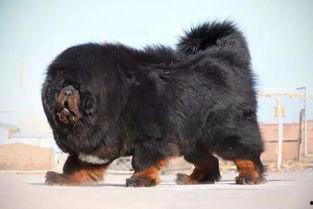 藏獒在线观看,在线揭秘神秘犬种传奇