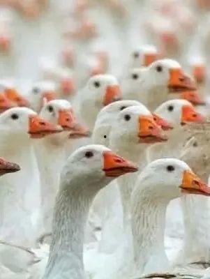 网红大脖子鹅是什么鹅,探寻其独特魅力与养殖之谜