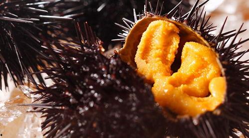 吃瓜海胆的图片大全,吃瓜海胆，尽享鲜美滋味