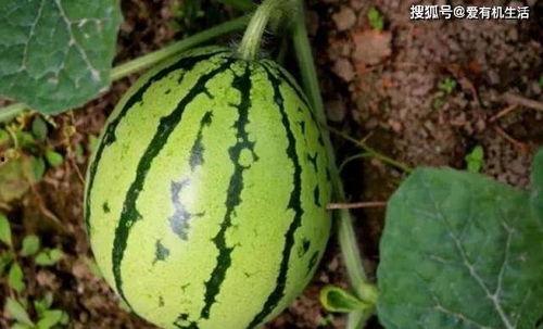 熟瓜怎么吃最甜,解锁最甜口感之道