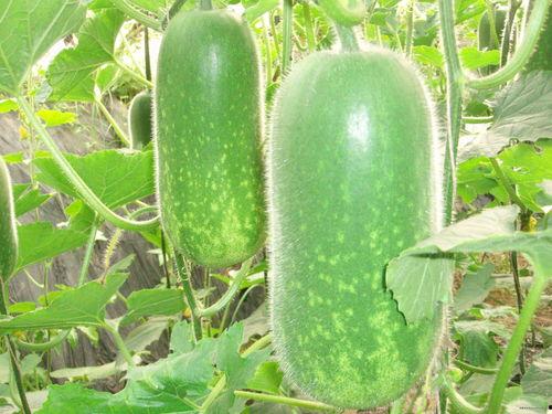 吃蒸吊瓜减肥吗,天然减肥美食，轻松享瘦新选择