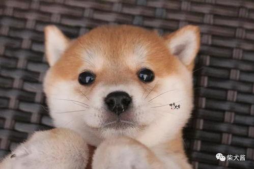 明星养柴犬,见证忠诚与陪伴