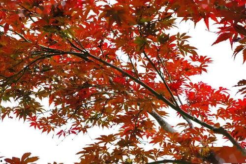 今日头条的深秋之约,邂逅诗意时光，共赴心灵盛宴