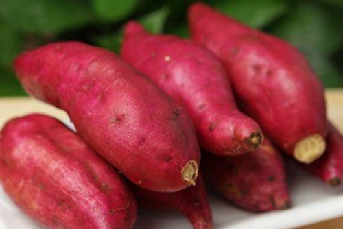 麻瓜吃番薯,番薯的奇妙之旅