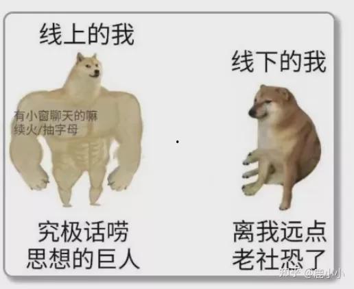 明星辅导作业鸡飞狗跳,鸡飞狗跳的温馨日常