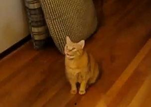 网红宝宝学猫叫声