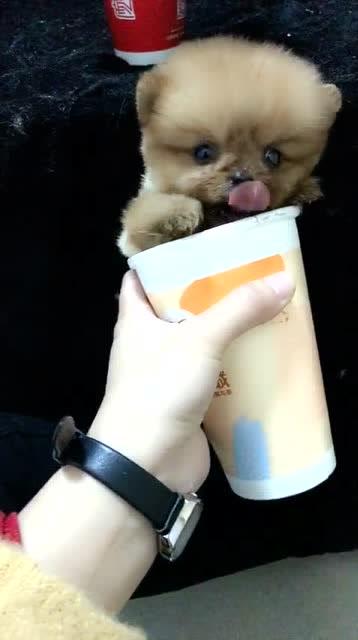 网红狗挑战,萌宠界的趣味竞技盛宴