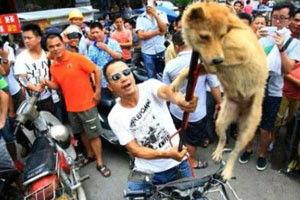明星 狗肉节,守护动物权益的勇敢行动