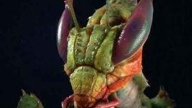 瓜吃螳螂,螳螂与瓜的生态互动之谜